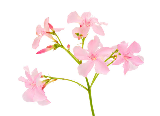 istock Oleander branch isolated on white background, Nerium oleander 1560674951