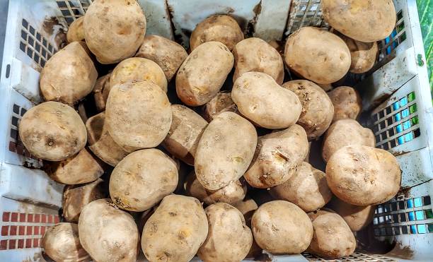 tubercules de pomme de terre frais à peau brune dans un panier blanc pour les besoins en glucides - market raw potato fruit basket photos et images de collection