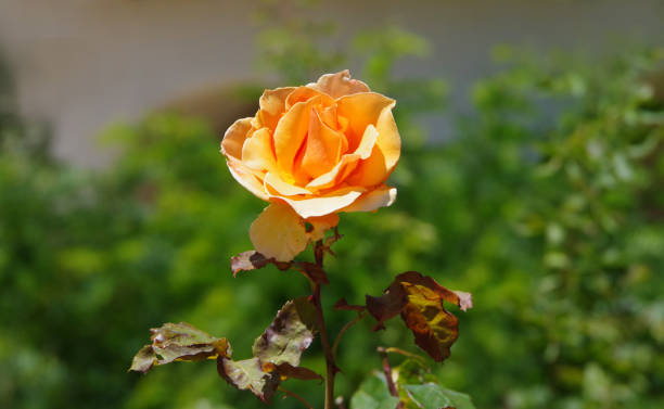 цветение розы - 7677 стоковые фото и изображения