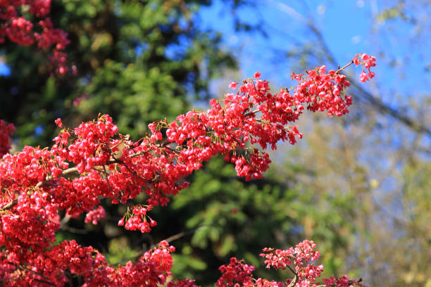 istock CingJing Farm or QingJing Farm, Taiwan 1560704820