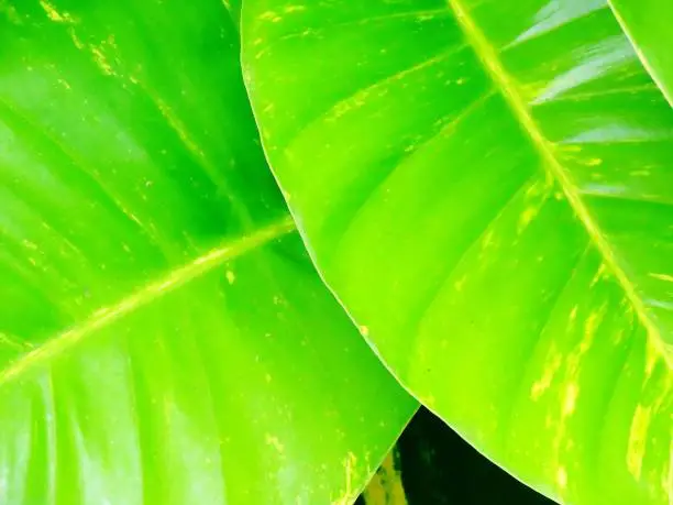 Large tropical green yellow leaves.