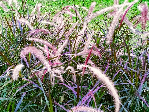 Beautiful display of purple fountain grass growing wild in the garden