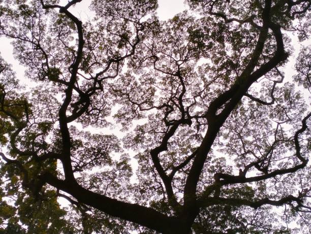 istock View of shady trees from below at dusk 1560714147