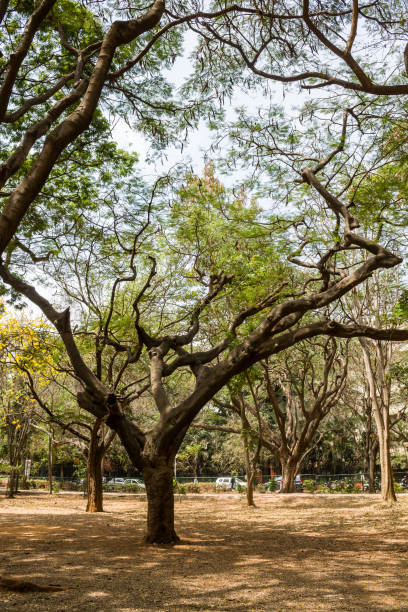 istock Oldest Trees at Cubbon Park,Bangalore,Karnataka,India. 1560714175
