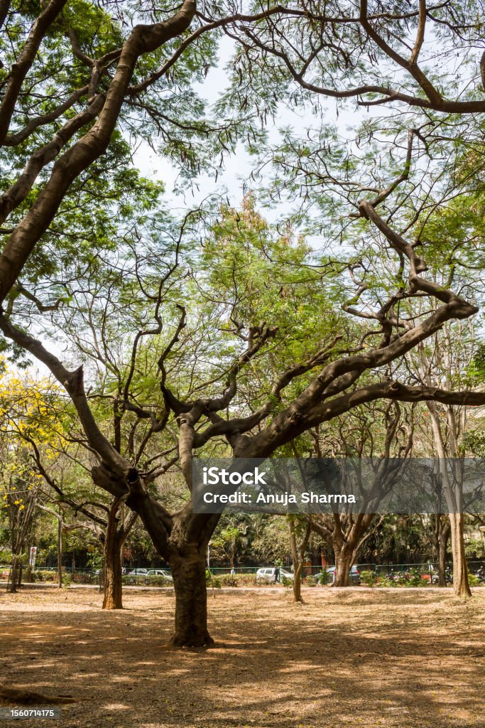 Árvores mais antigas no parque de cubbon, Bangalore, Karnataka, Índia. - Foto de stock de Ajardinado royalty-free Árvores mais antigas no parque de cubbon, Bangalore, Karnataka, Índia. - Foto de stock de Ajardinado royalty-free