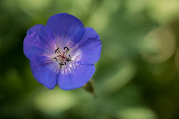 istock Geranium 'Rozanne' single purple flower 1560717198
