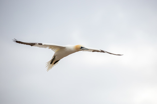 Northern Gannet in flight with cloudy background