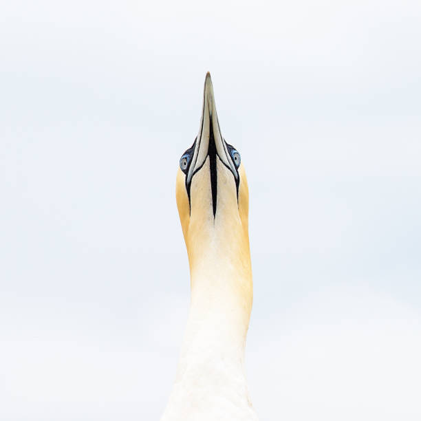 Close up of Northern Gannet looking up, showing underside of neck