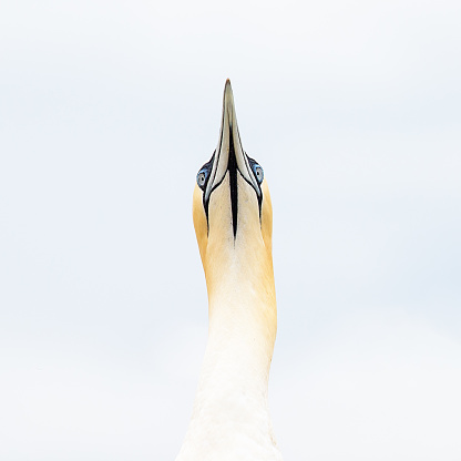 Close up of Northern Gannet looking up, showing underside of neck