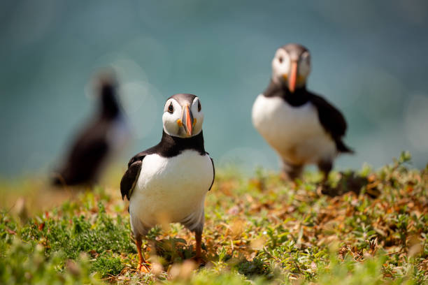 istock Atlantic puffins on Great Saltee, Wexford, Ireland 1560723441
