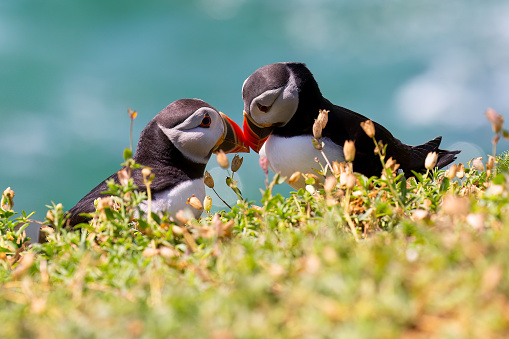 Atlantic puffins couple on Great Saltee, Wexford, Ireland