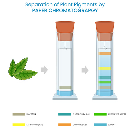 Separation of plant pigments by paper chromatography is a technique that isolates pigments based on their varying solubilities and migration rates on paper.