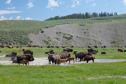 lots of bisons get together on the grassland in Yellowstone National Park