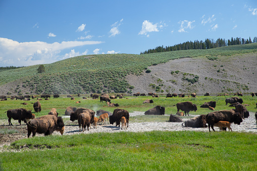 lots of bisons get together on the grassland in Yellowstone National Park