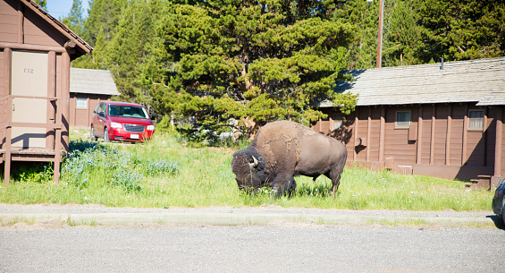 a  bison eating grass in the campground  in Yellowstone National Park
