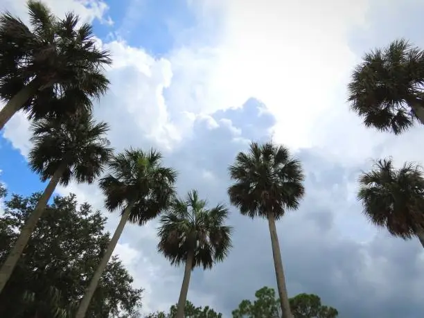 Numerous palm trees against a sunny and cloudy sky with some blue.