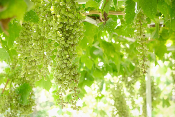 istock Ripe grapes on vine growing in vineyard at sunset time, selective focus, copy space. Vineyards grape at sunset. Ripe white wine grapes. 1560744571