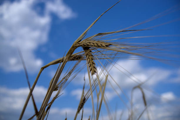 istock Spikelets of barley against the sky 1560744831