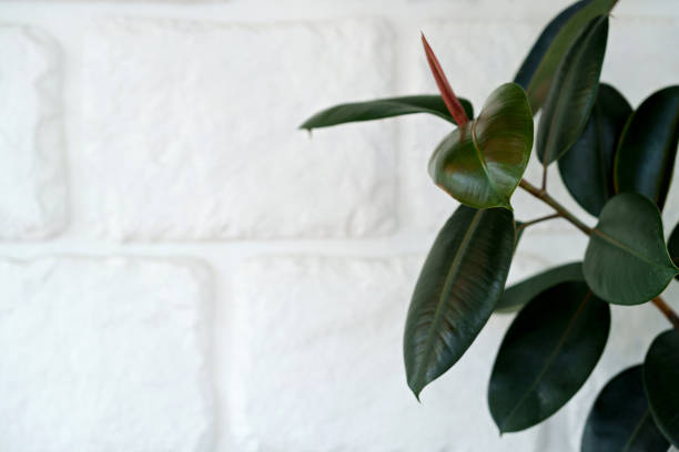 Ficus elastic plant rubber tree against white brick wall background