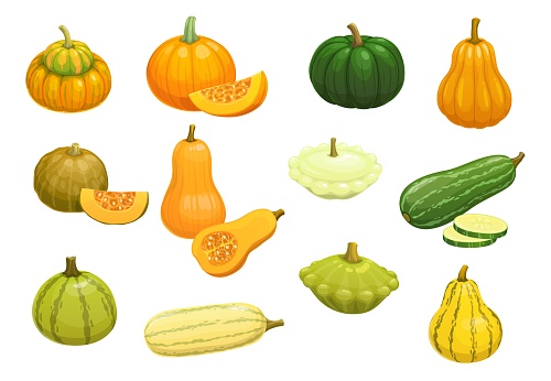 Cartoon raw zucchini, pumpkin, squash and butternut vegetables, vector farm veggies. Organic food plants icons of squash courgette, zucchini marrow and butternut with pumpkin for eat and cooking