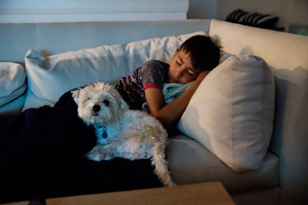 Young boy fallen asleep on the couch with dog. They are in front of a television. Dog is a Morkie. Horizontal waist up indoors shot with copy space. This was taken in Florida, USA.