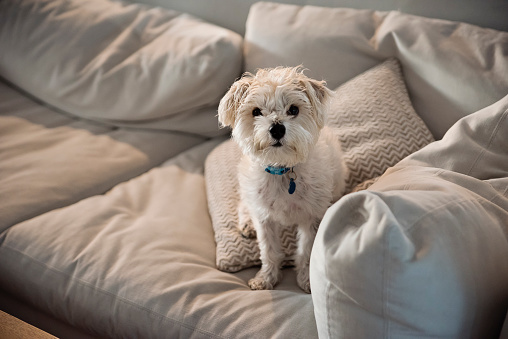 Portrait of cute Morkie dog on a sofa in the morning. He is looking at the camera. Horizontal full length indoors shot with copy space. No people. This was taken in Florida, USA.