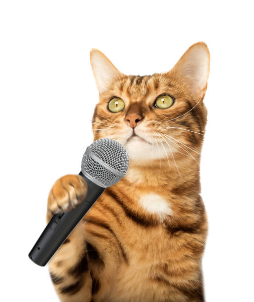 istock Cute kitten holding a microphone 1560758181