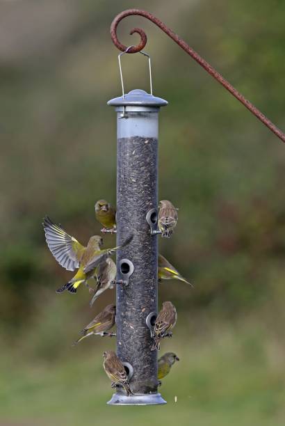 istock EUROPEAN GREENFINCH  (Carduelis chloris) 1560759971