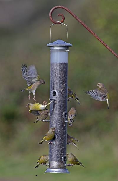istock EUROPEAN GREENFINCH  (Carduelis chloris) 1560760292