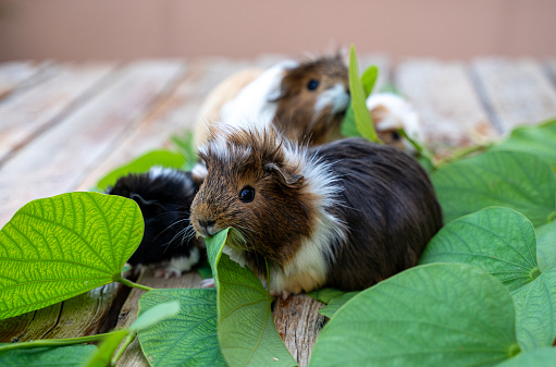 Guinea pigs family eating leaves together close up