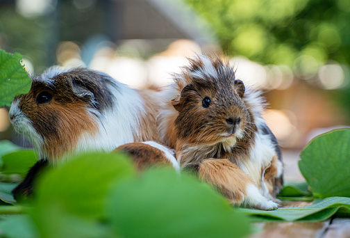 Guinea pigs family eating leaves together close up