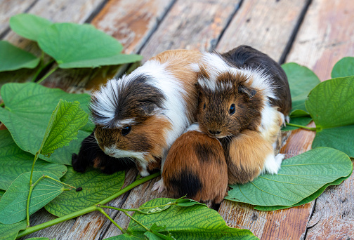 Guinea pigs family eating leaves together close up