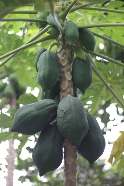 istock Papaya Fruits 1560768115