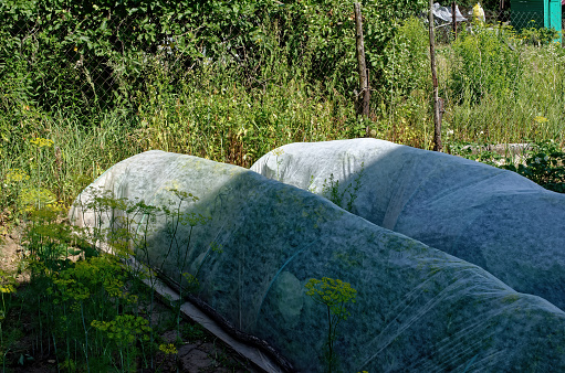 Small greenhouse in the garden, Russia