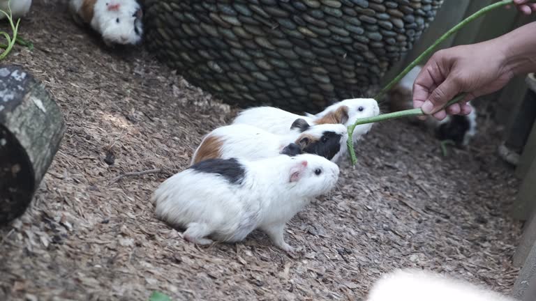 Unrecognizable Hand Feeding Marmot With Long Bean