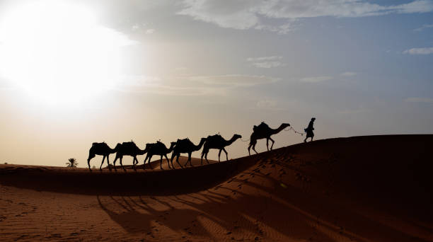 istock Camel caravan in the desert at sunrise -  Sahara, Morrocco 1560797462