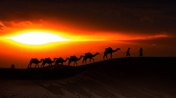 istock Camel caravan in the desert at sunrise -  Sahara, Morrocco 1560797463