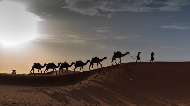 istock Camel caravan in the desert at sunrise -  Sahara, Morrocco 1560797472