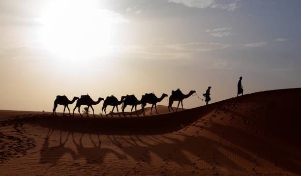 istock Camel caravan in the desert at sunrise -  Sahara, Morrocco 1560797474