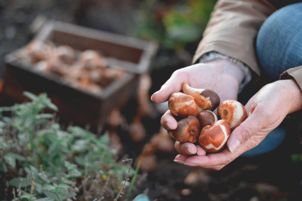 manos de mujer sosteniendo bulbos de tulipán de primavera - bulbous plant fotografías e imágenes de stock