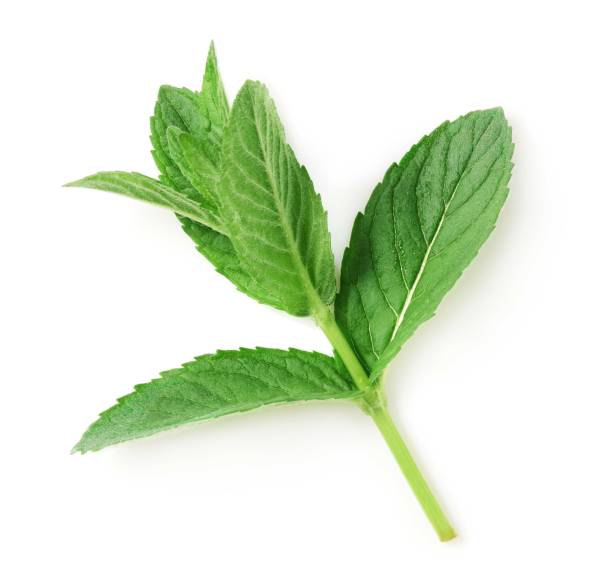 Branch of mint isolated on white background