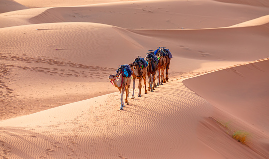 Merzouga, Morocco - May 02, 2019: Caravan walking in Merzouga Sahara desert on Morocco