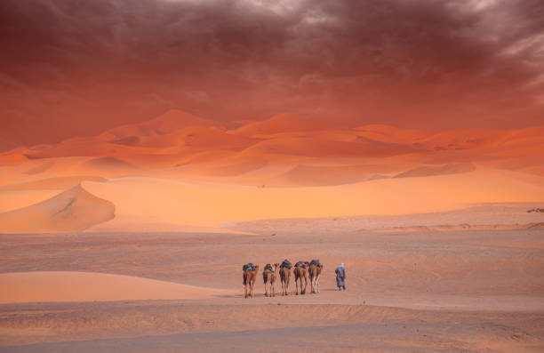 turisti in safari - carovana di cammello nel deserto del sahara del marocco all'ora del tramonto - camel desert travel safari foto e immagini stock