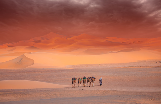 Tourists on safari - Caravan of camel in the sahara desert of Morocco at sunset time