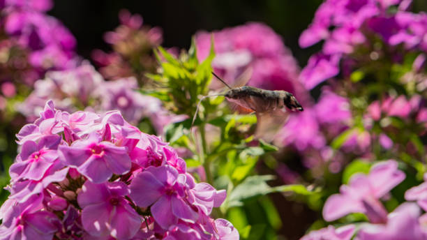 Hawk moth on flower.
