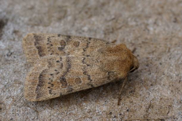 istock Closeup on the Uncertain owlet moth, Hoplodrina octogenaria sitt 1560819103