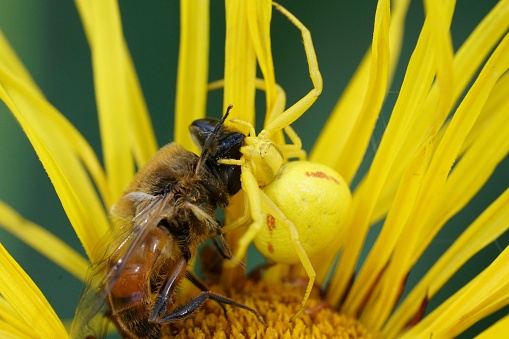 Colorful natural closeup on a yellow flower crabspider, Misumena vatia with a dronefly as prey