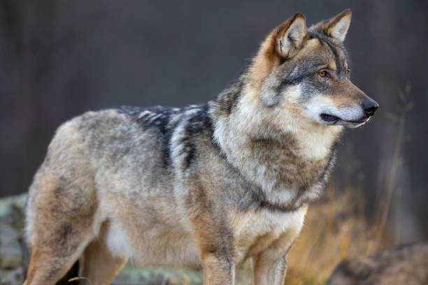 istock Alert male grey wolf standing on a rock in the forest 1560823366