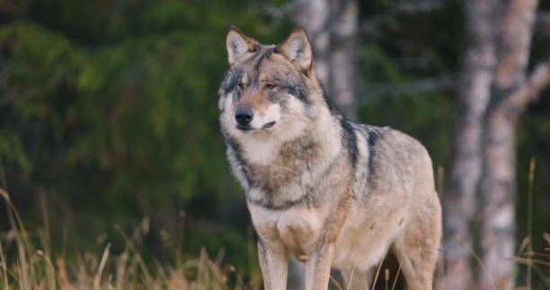 istock Large male grey wolf looking for prey in the forest 1560824921