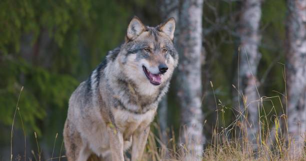 istock Yawning male grey wolf standing in the forest 1560825448